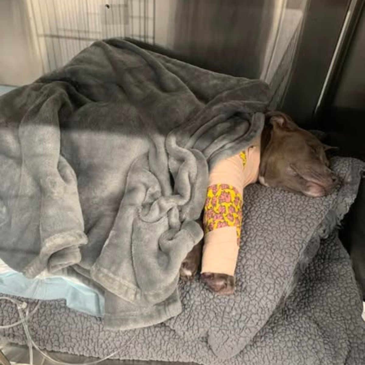 puppy with wrapped leg sleeping