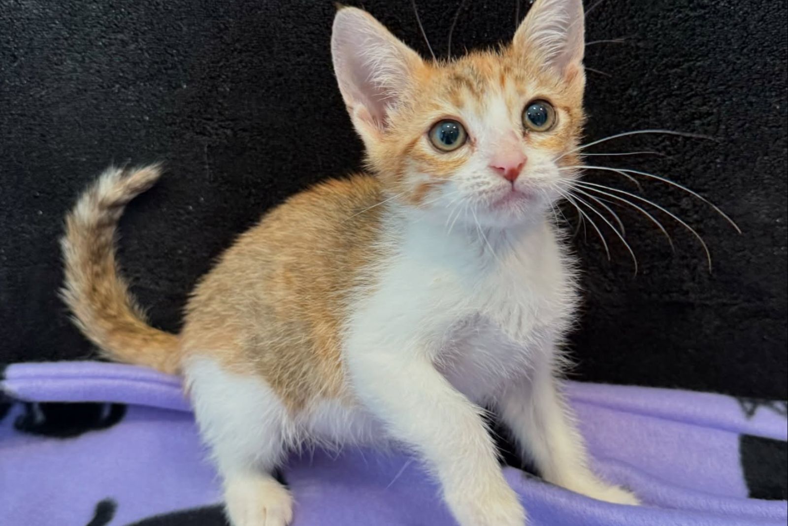pure rescued kitten