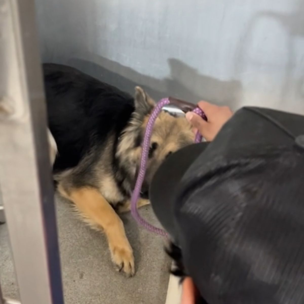 putting a leash on a sad dog