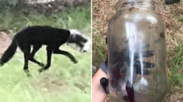 Florida Locals Stunned As ‘Dog’ With Jar On Its Head Turns Out To Be Something Extremely Rare