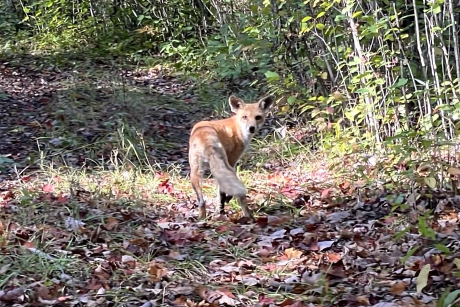 recovered fox in the forest