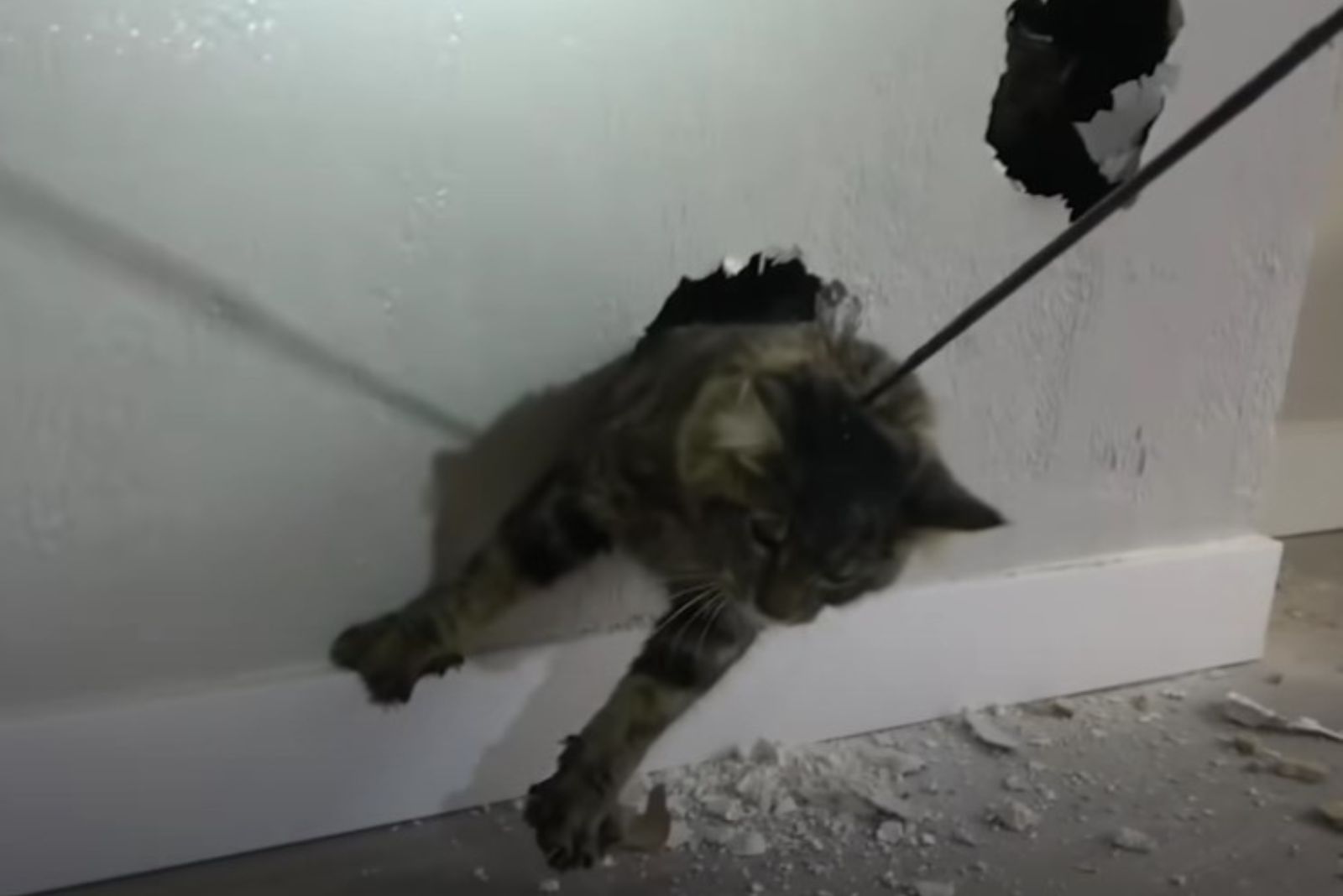 rescue cat from wall