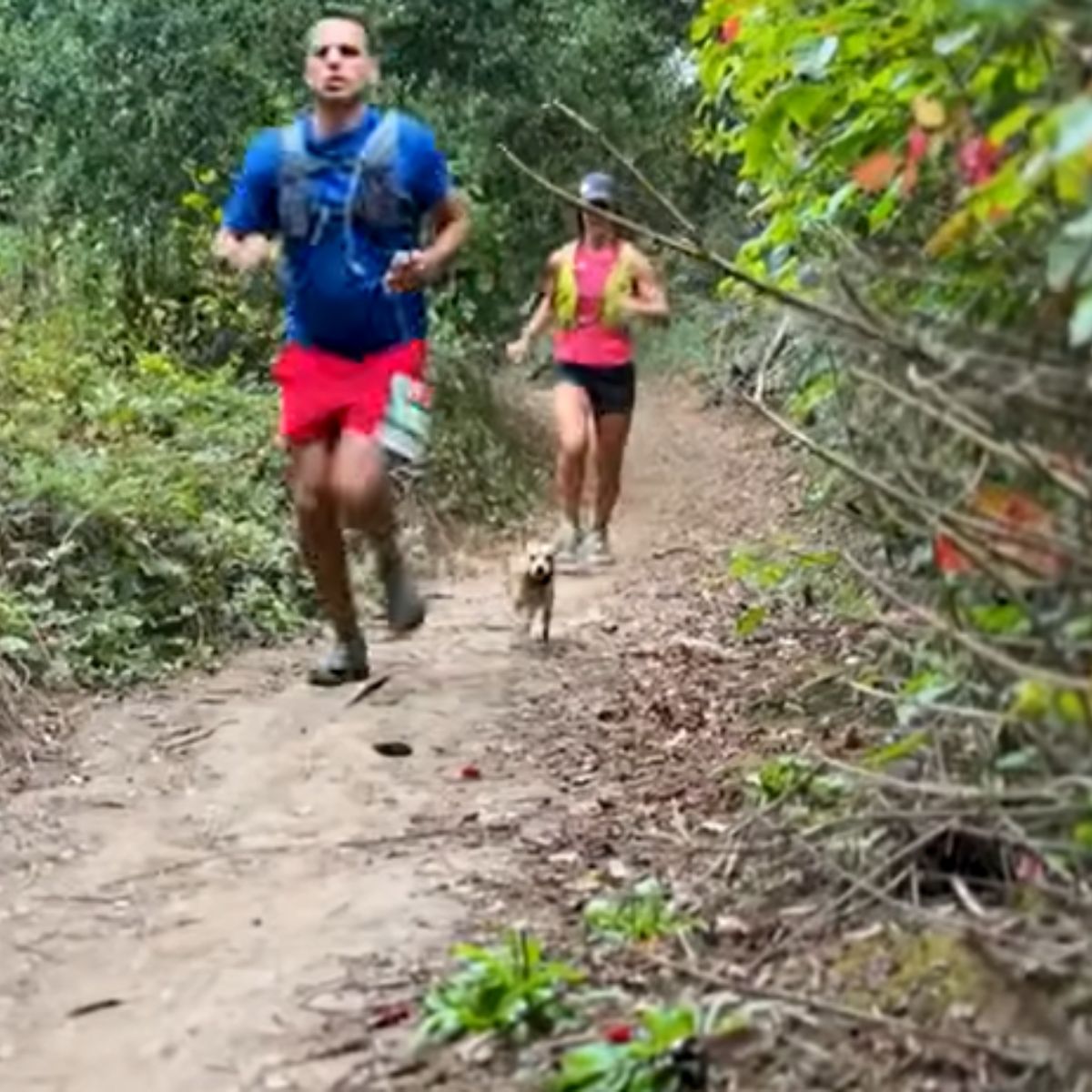 rescue dog running in marathon