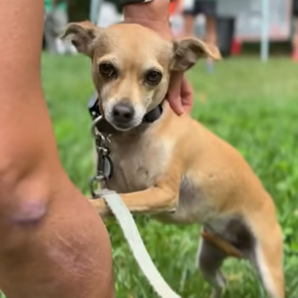 rescue dog