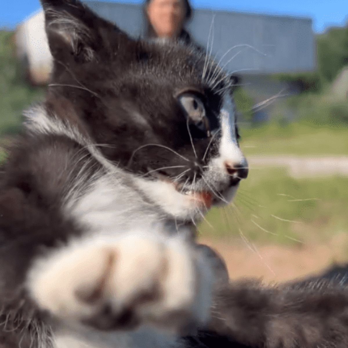 rescued kitten who was stuck
