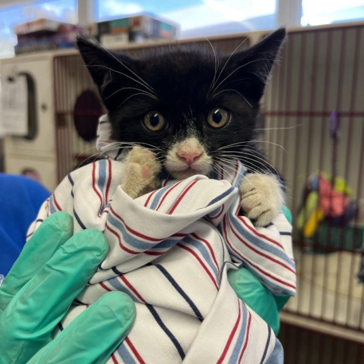rescued kitten wrapped