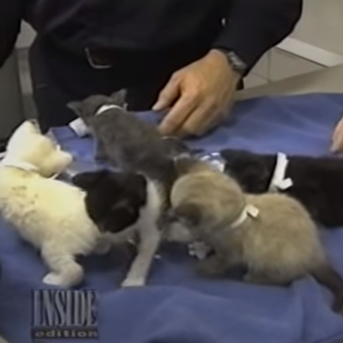 rescued kittens from ruins