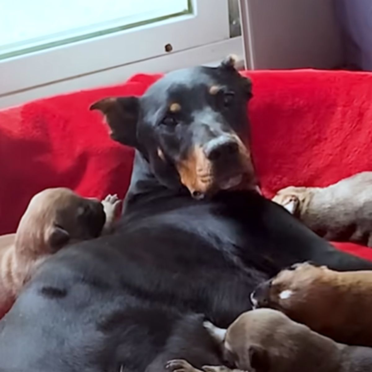 rescued mom dog with her babies