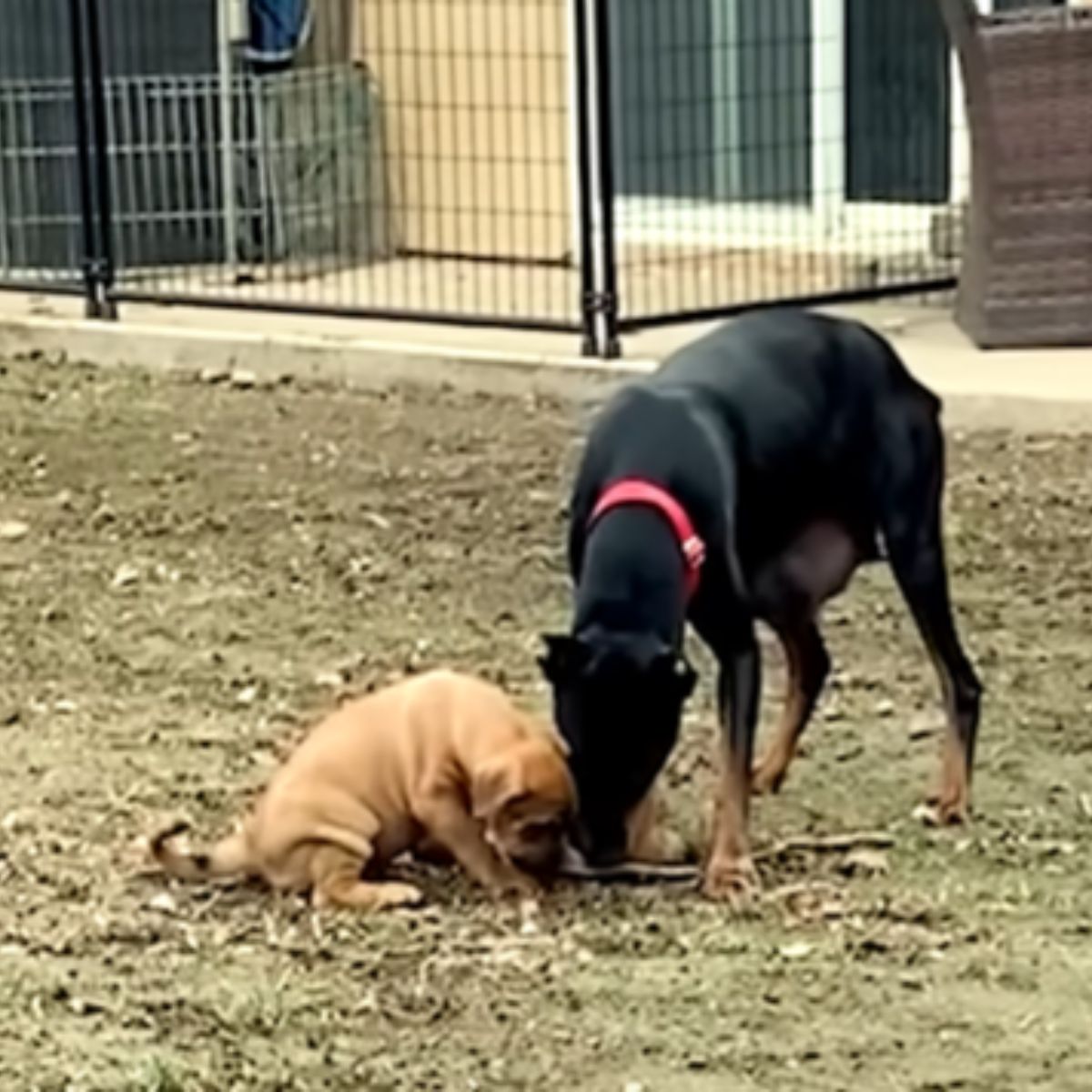 rescued mom dog with her little babies