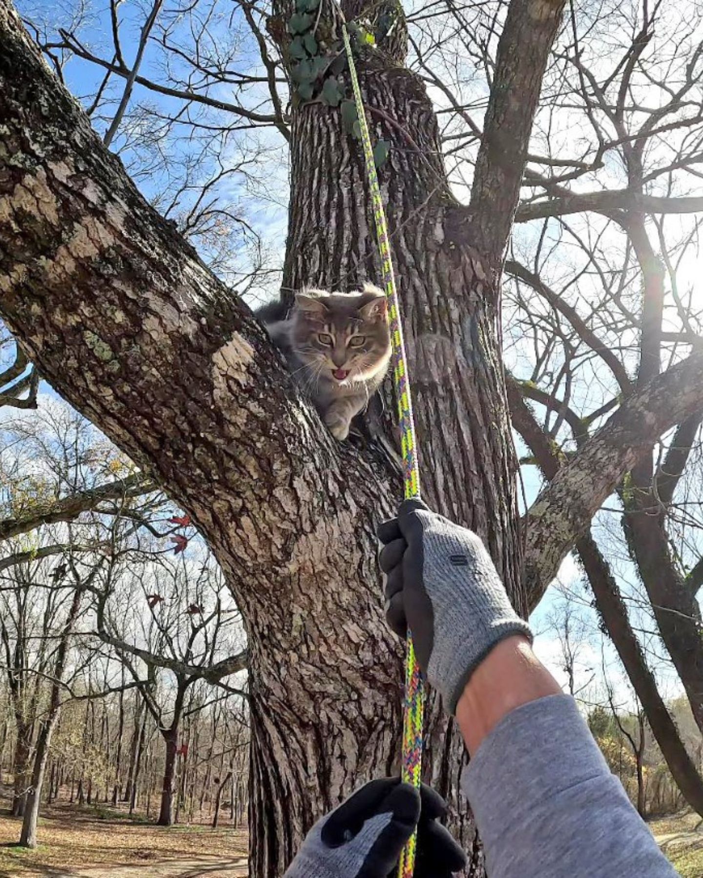 rescuing a cat from a tree