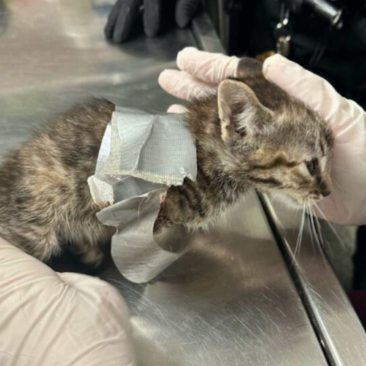 rescuing a little kitten from duct tape