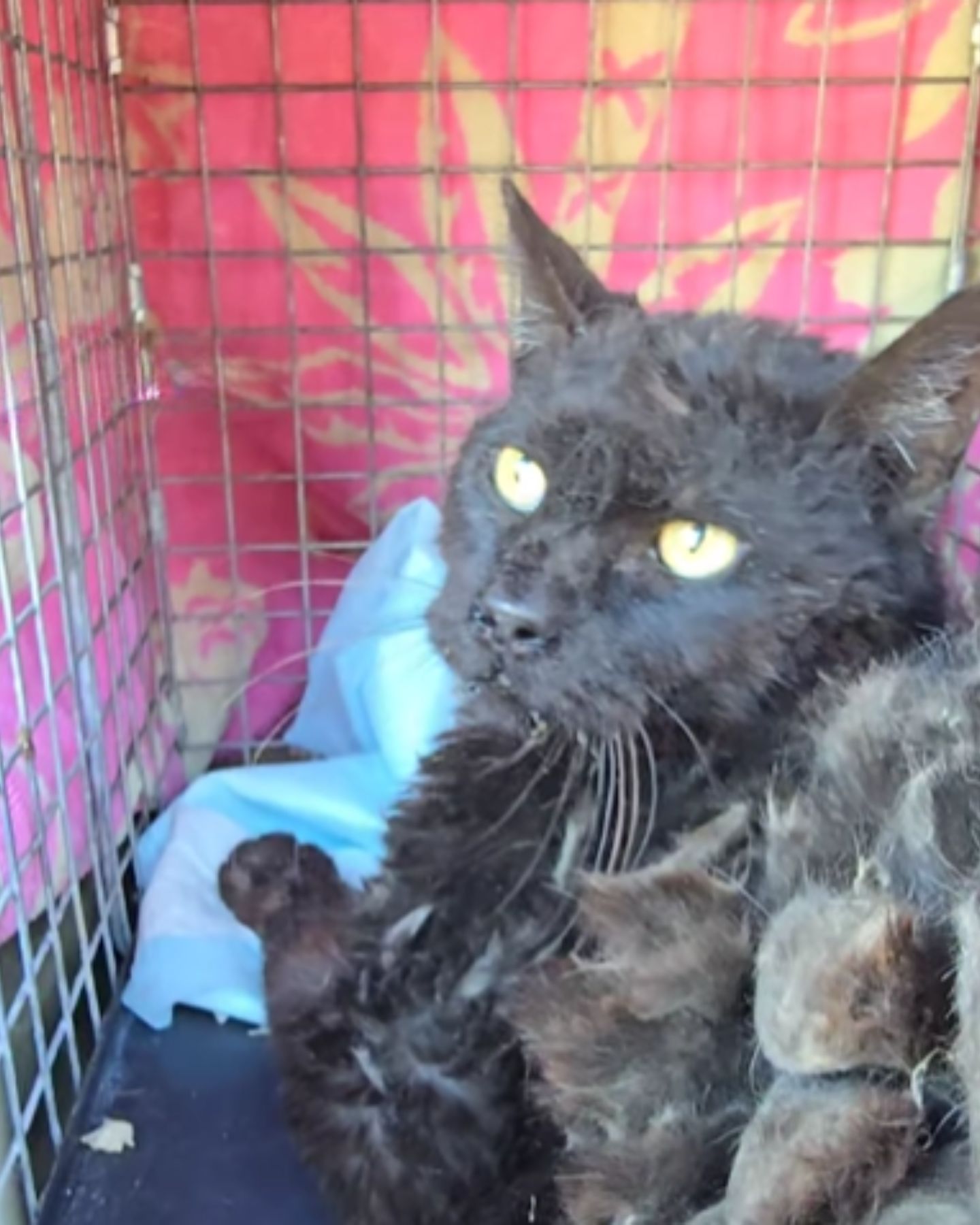 rescuing neglected abandoned cat