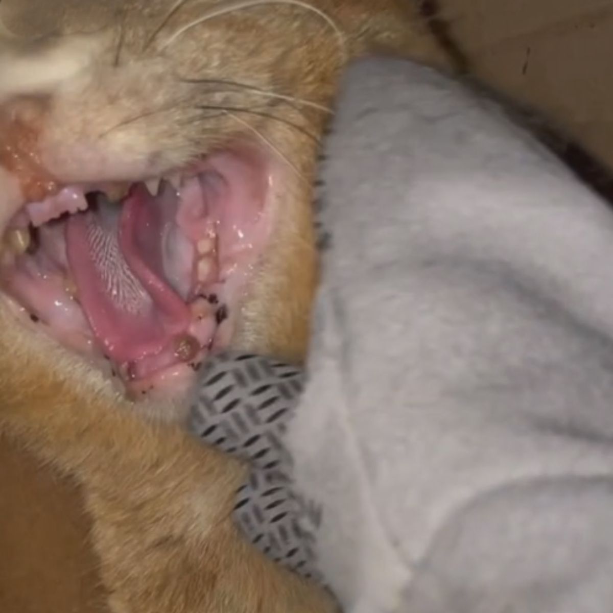 rotten feral cat teeth