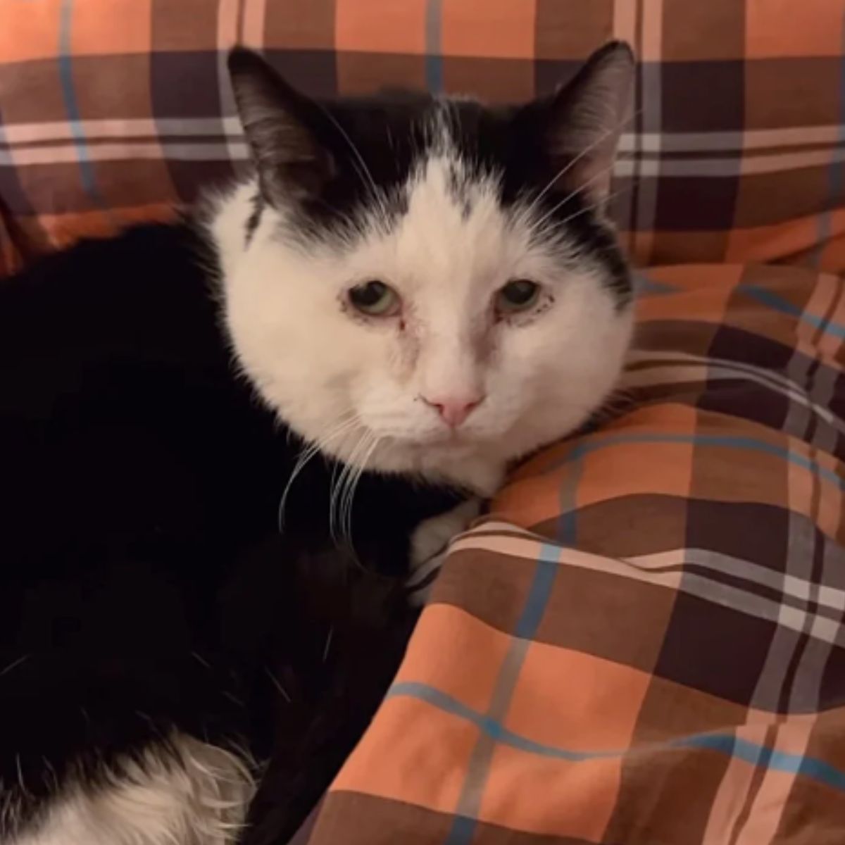 sad black and white cat