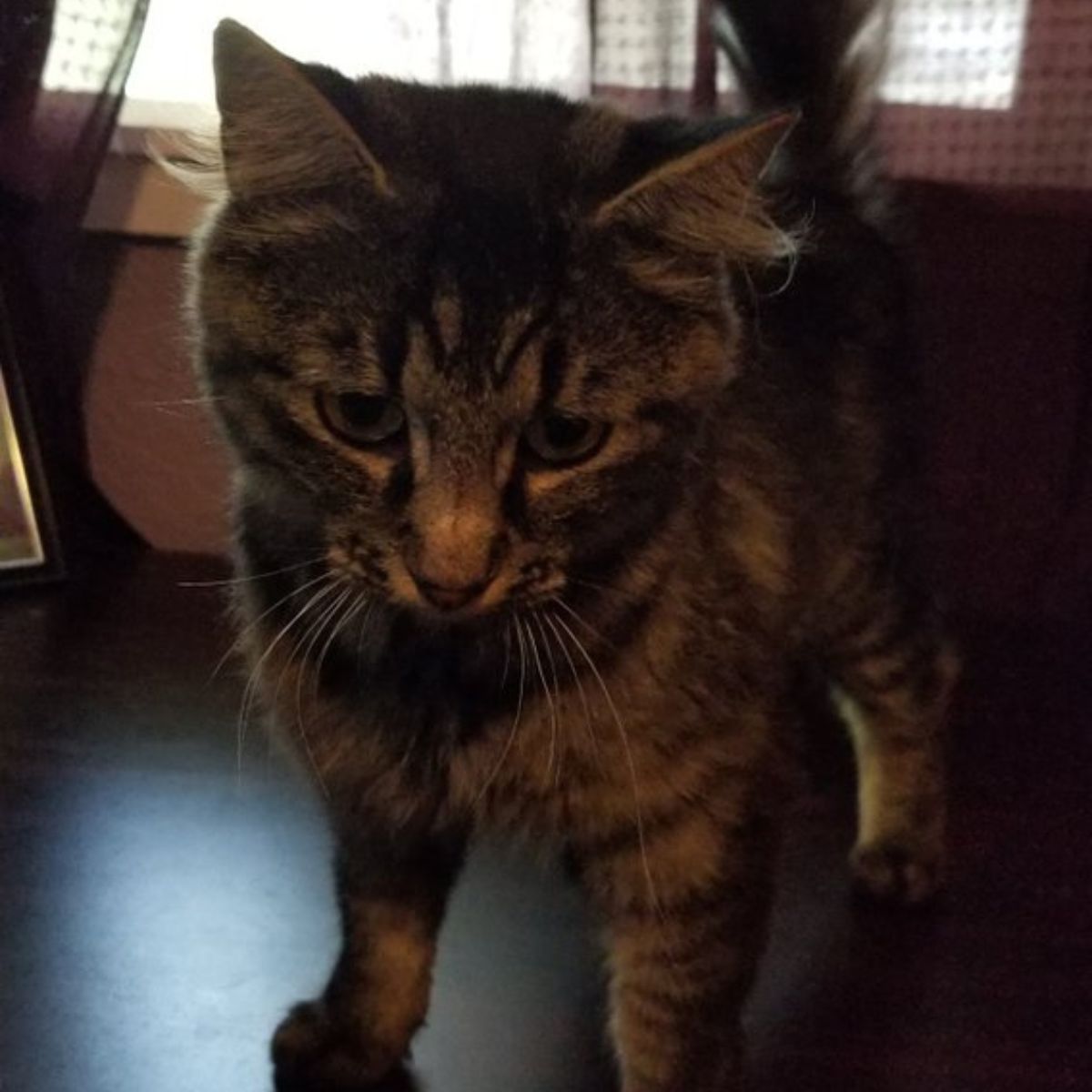 sad cat looking down