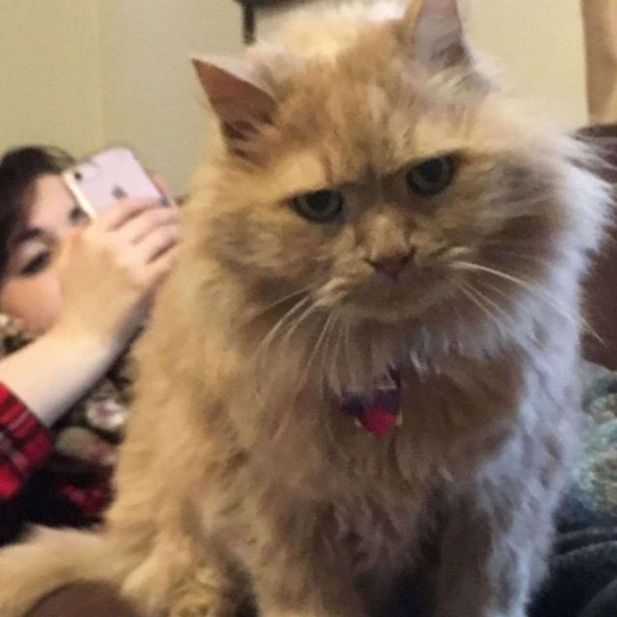 sad cat next to woman