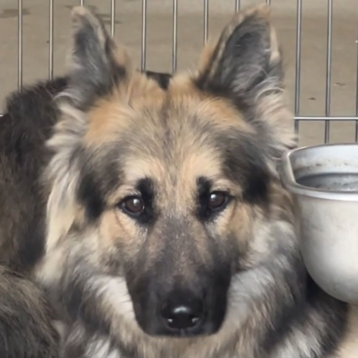 sad dog