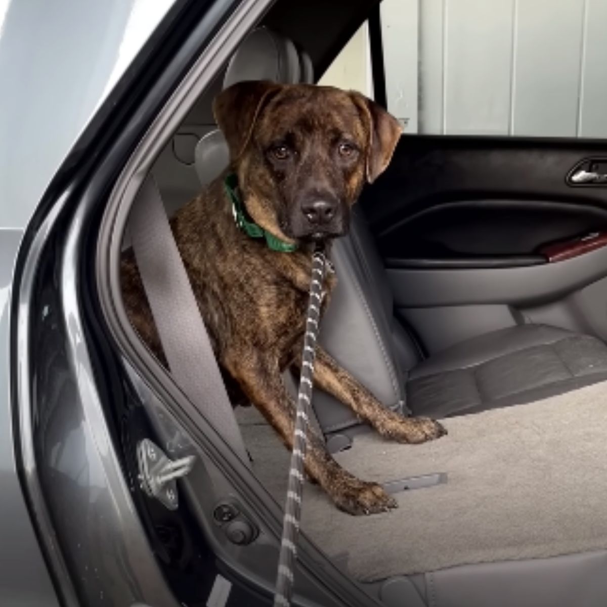 sad dog in the car