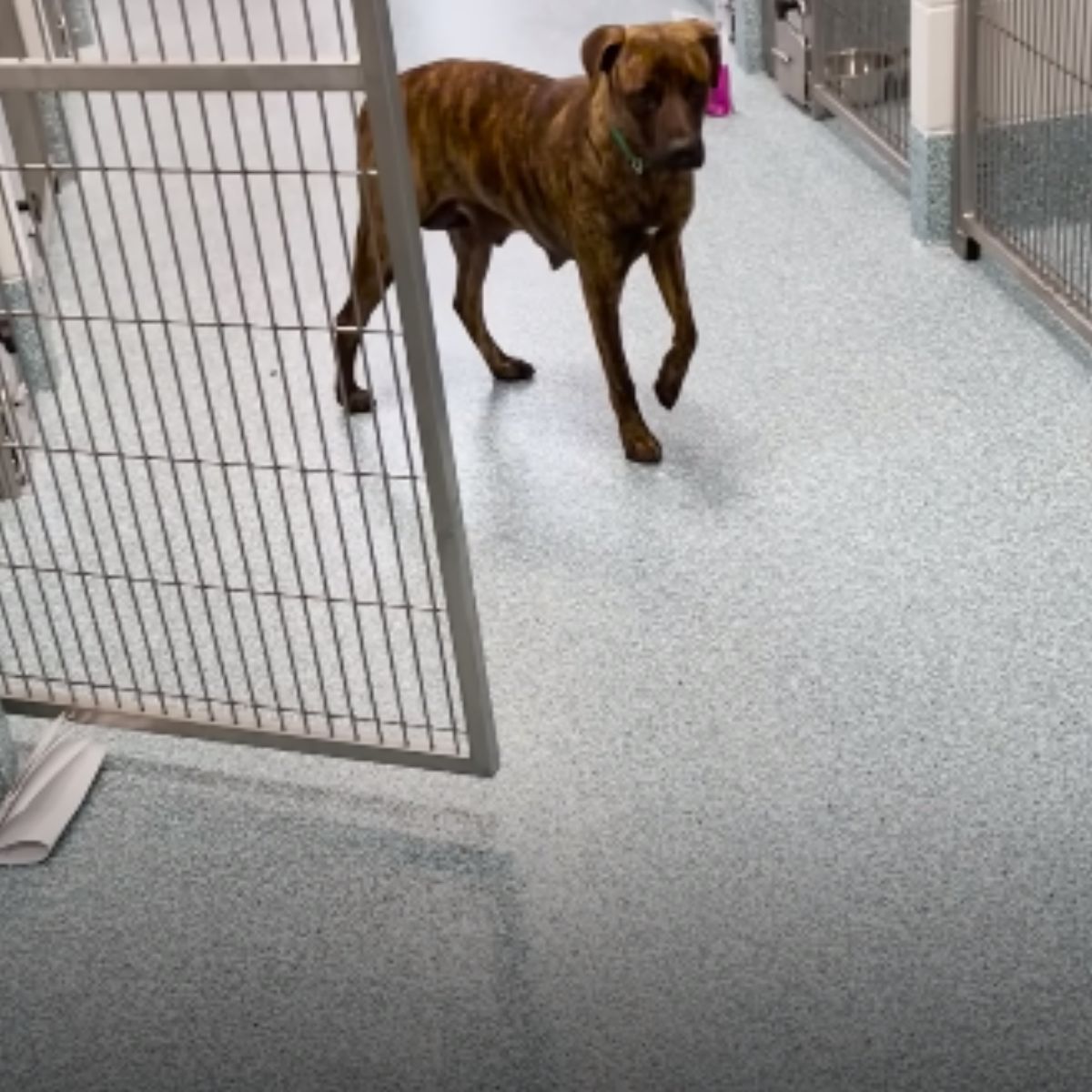 sad dog in the shelter