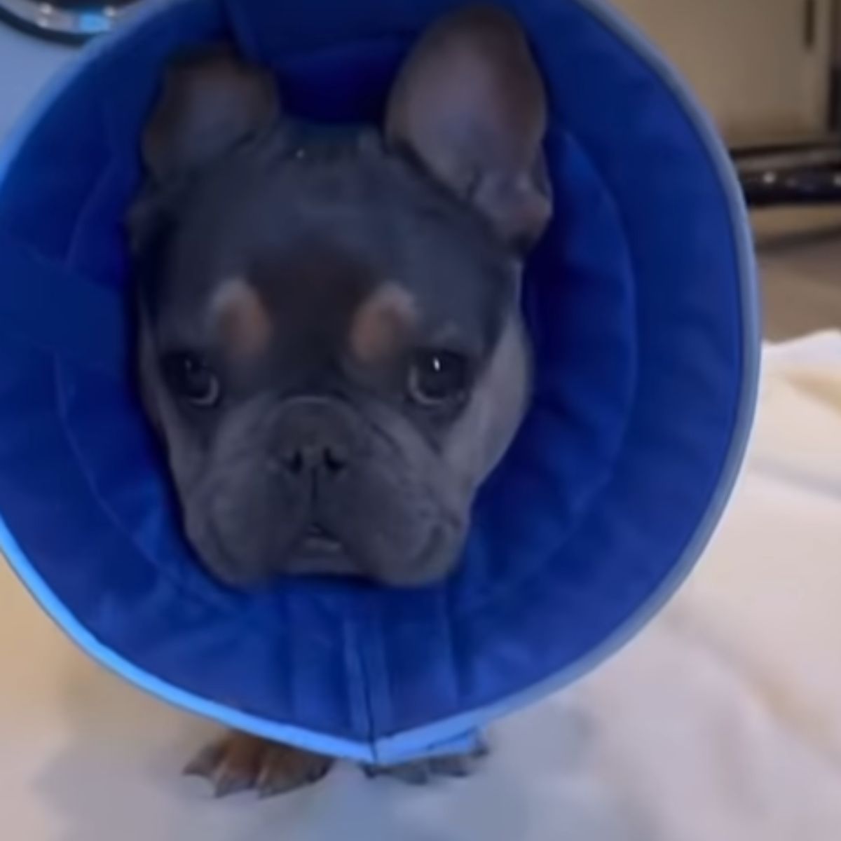 sad dog with collar