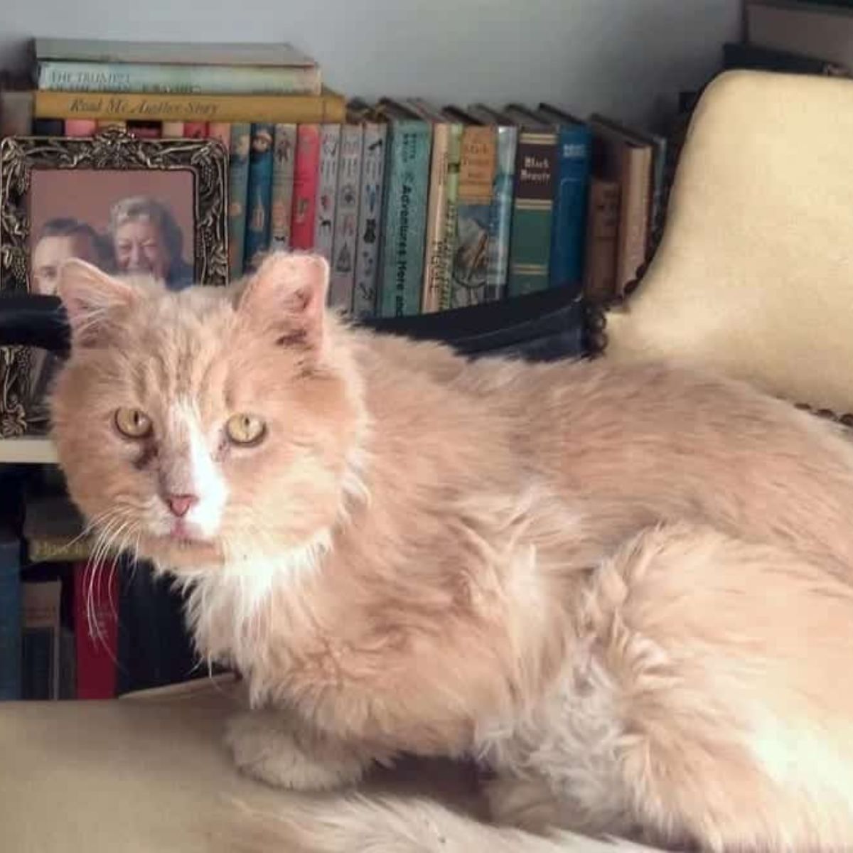 sad elderly cat with fiv