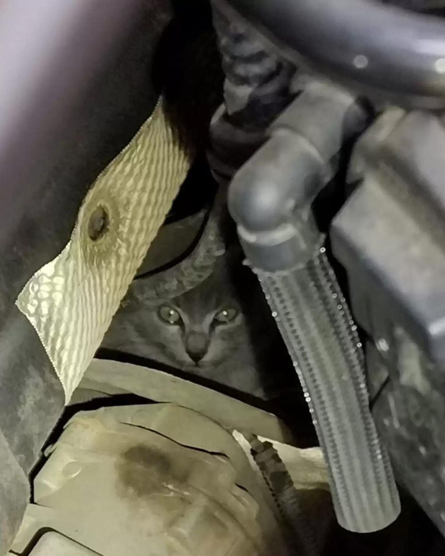 sad eyes peeking out from under the hood of the car
