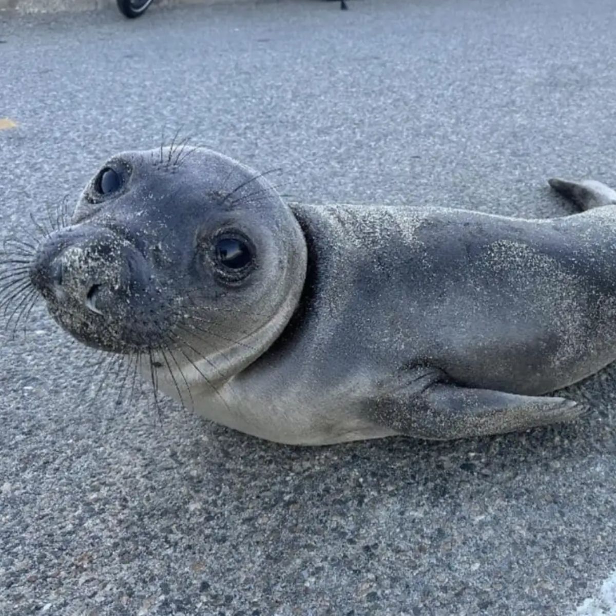 sad face baby elephant seal