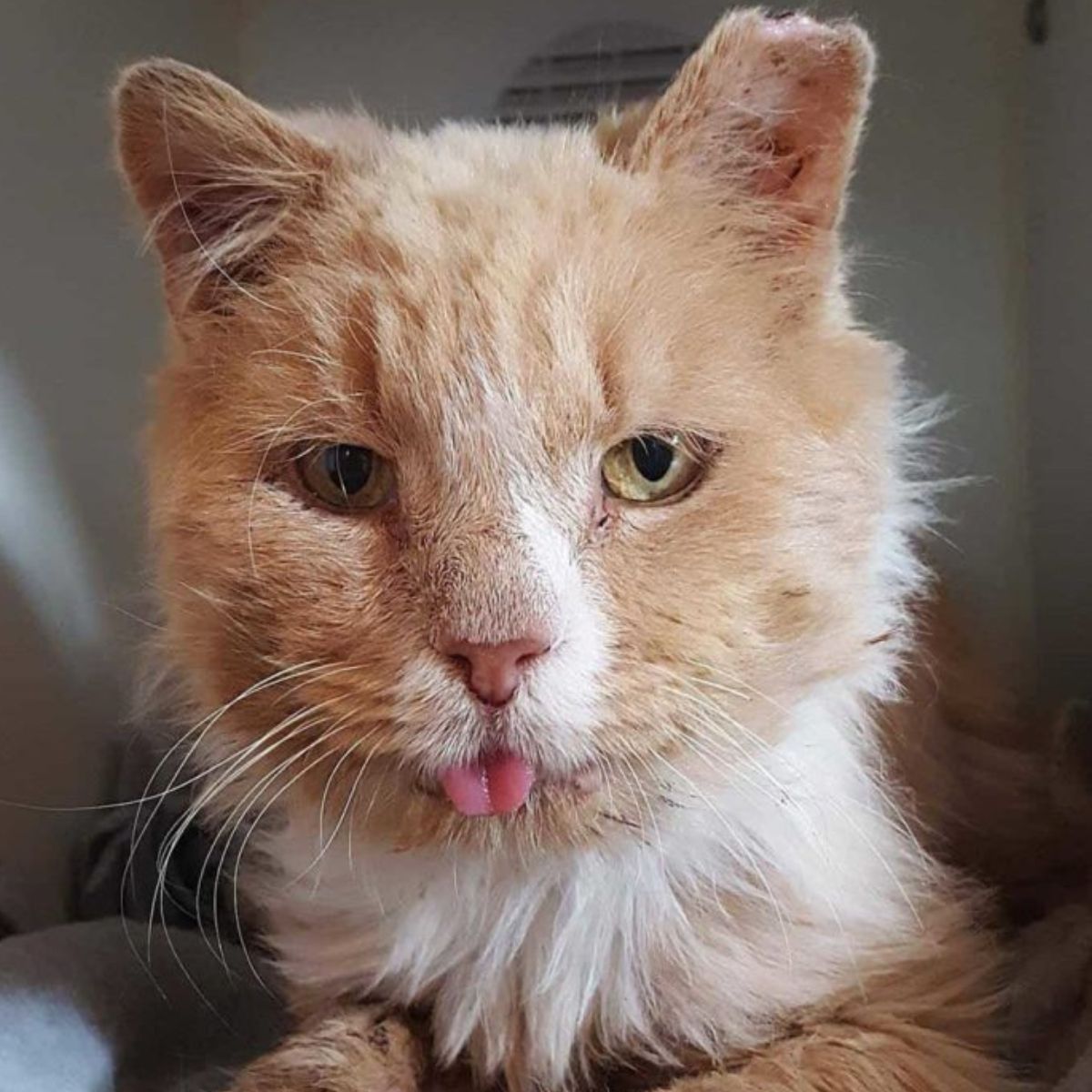 sad face elderly cat with fiv