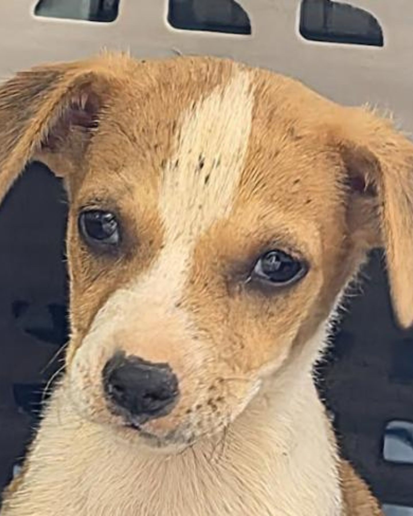 sad face of a cute little puppie