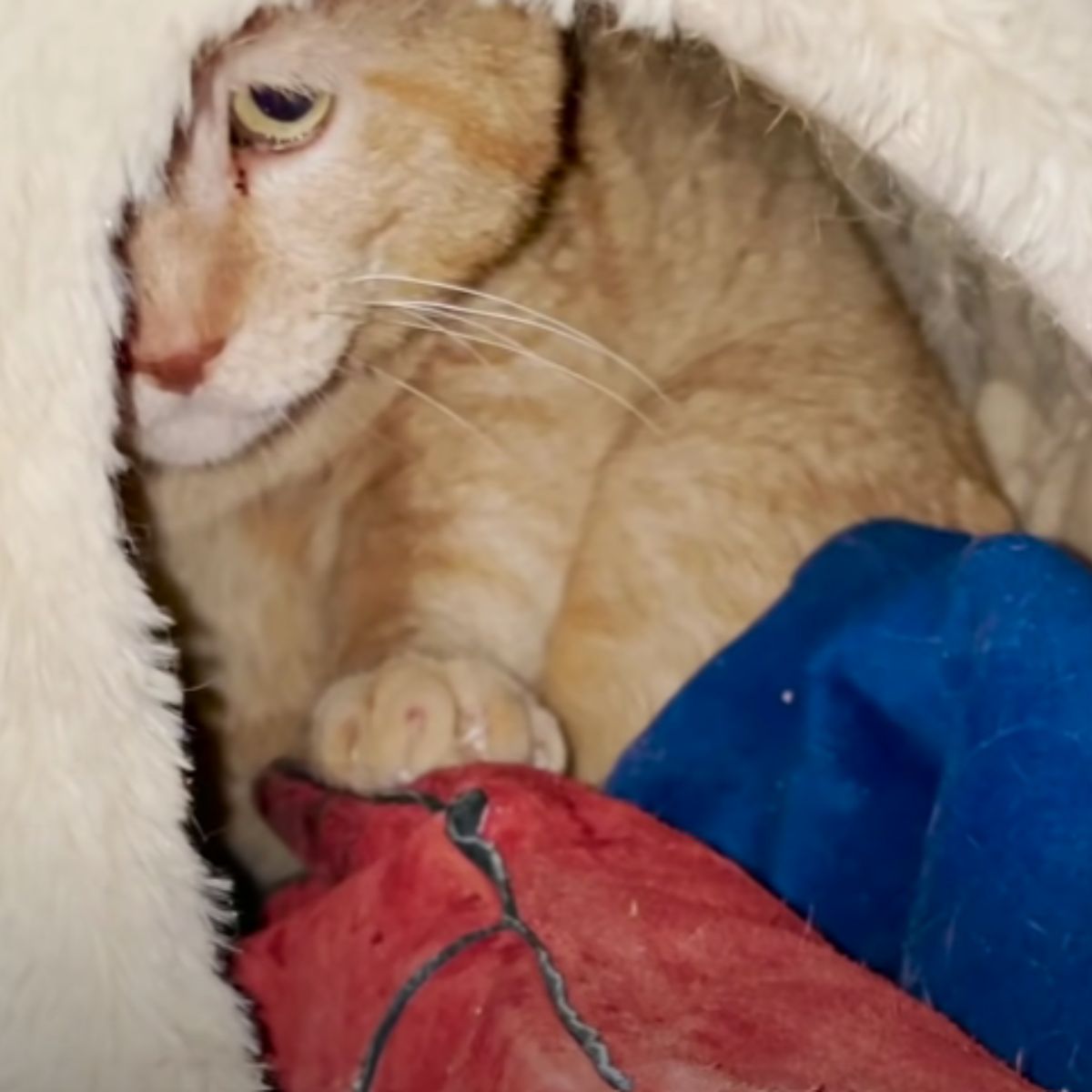 sad feral cat