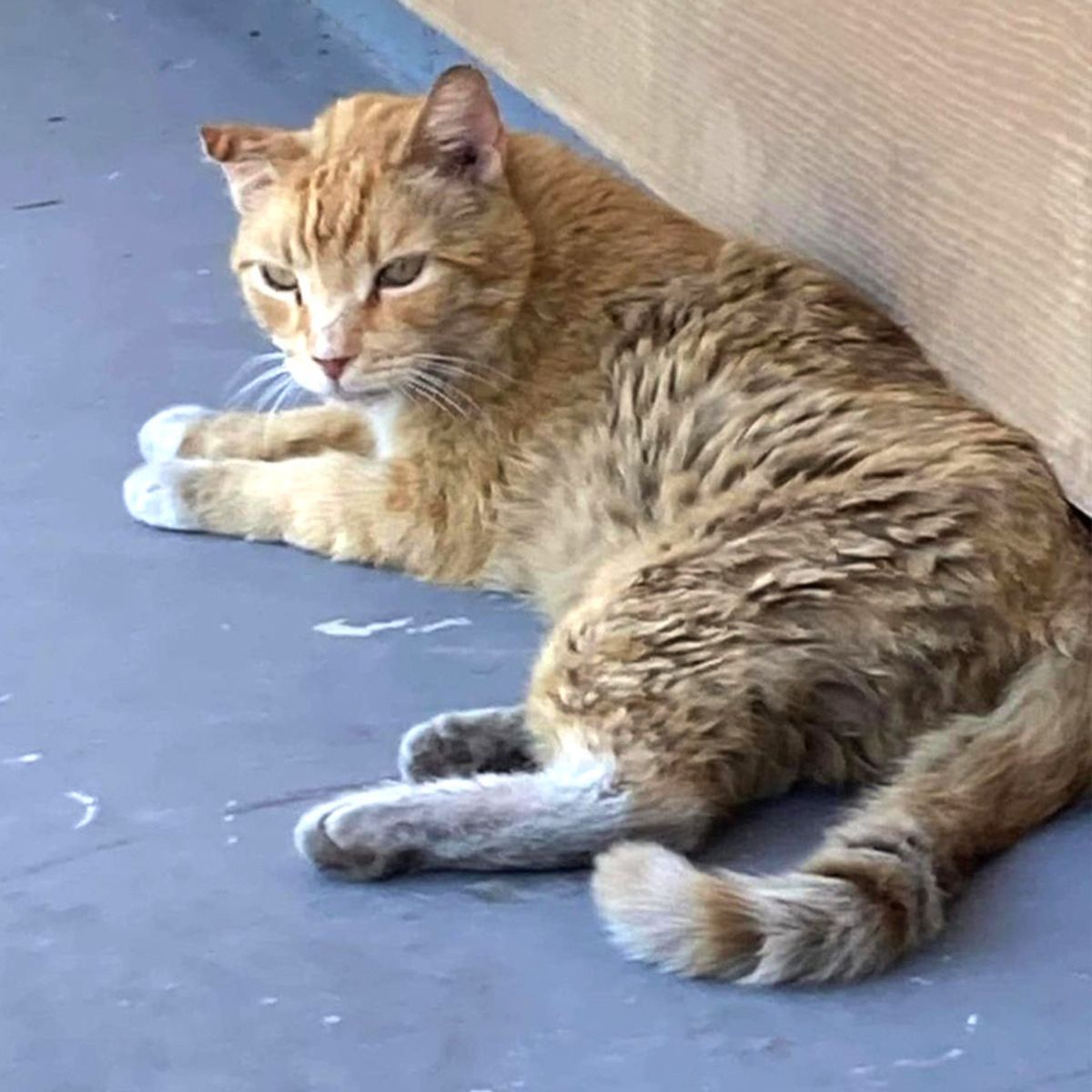 sad ginger cat