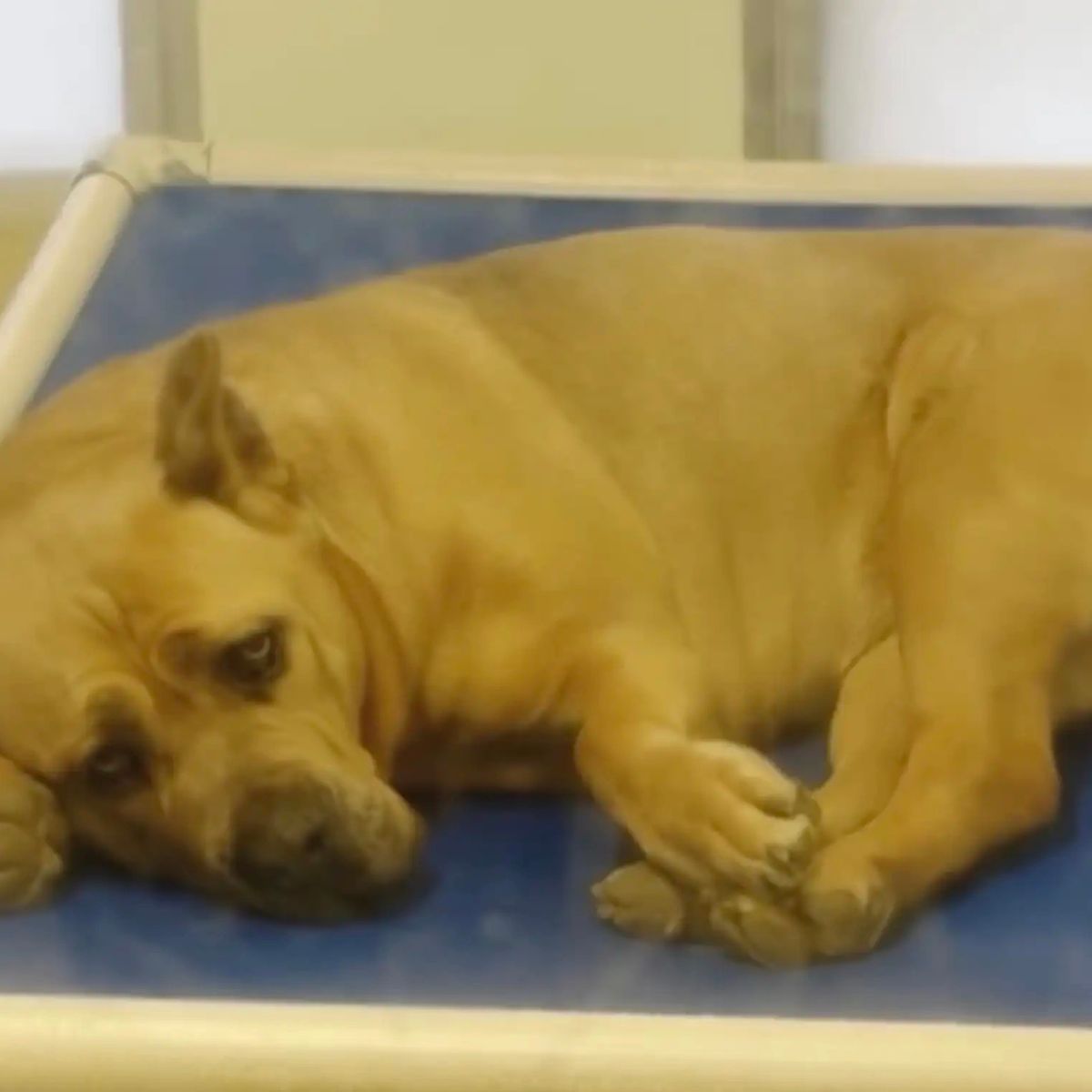 sad shelter dog