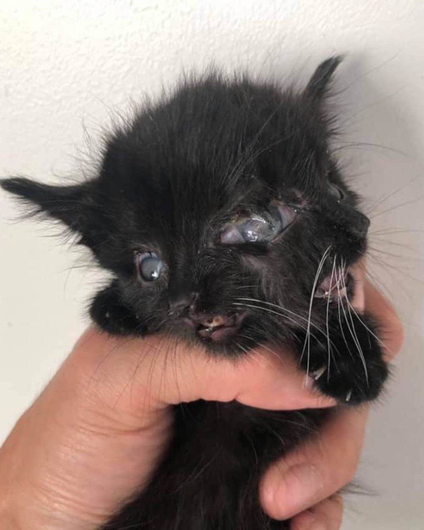 sad two faced cat