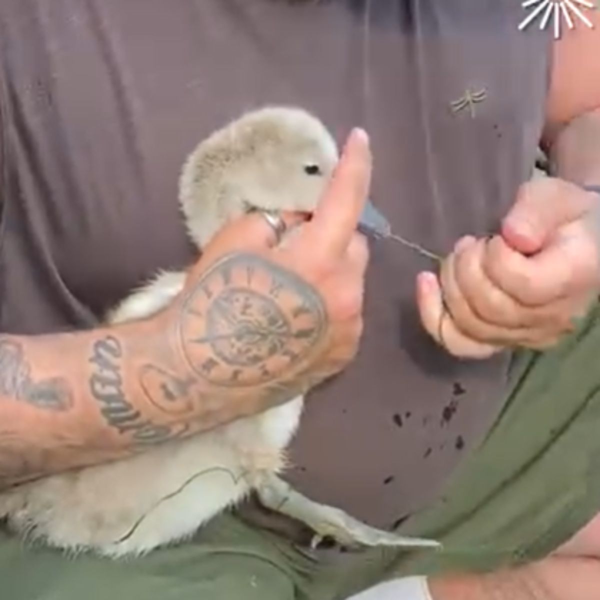 saving the baby swan