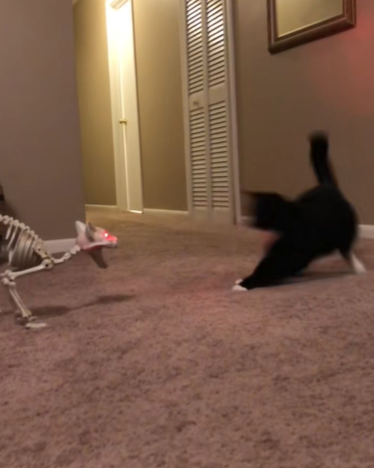 scared black cat and skeleton