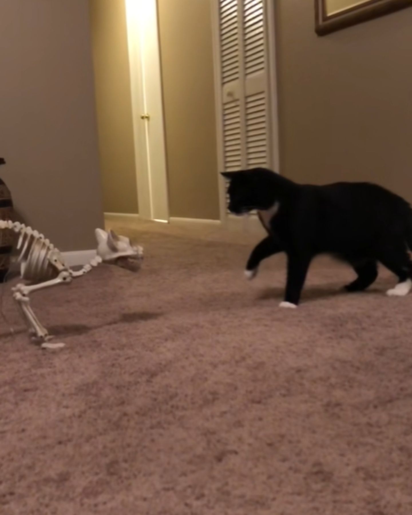 scared black cat