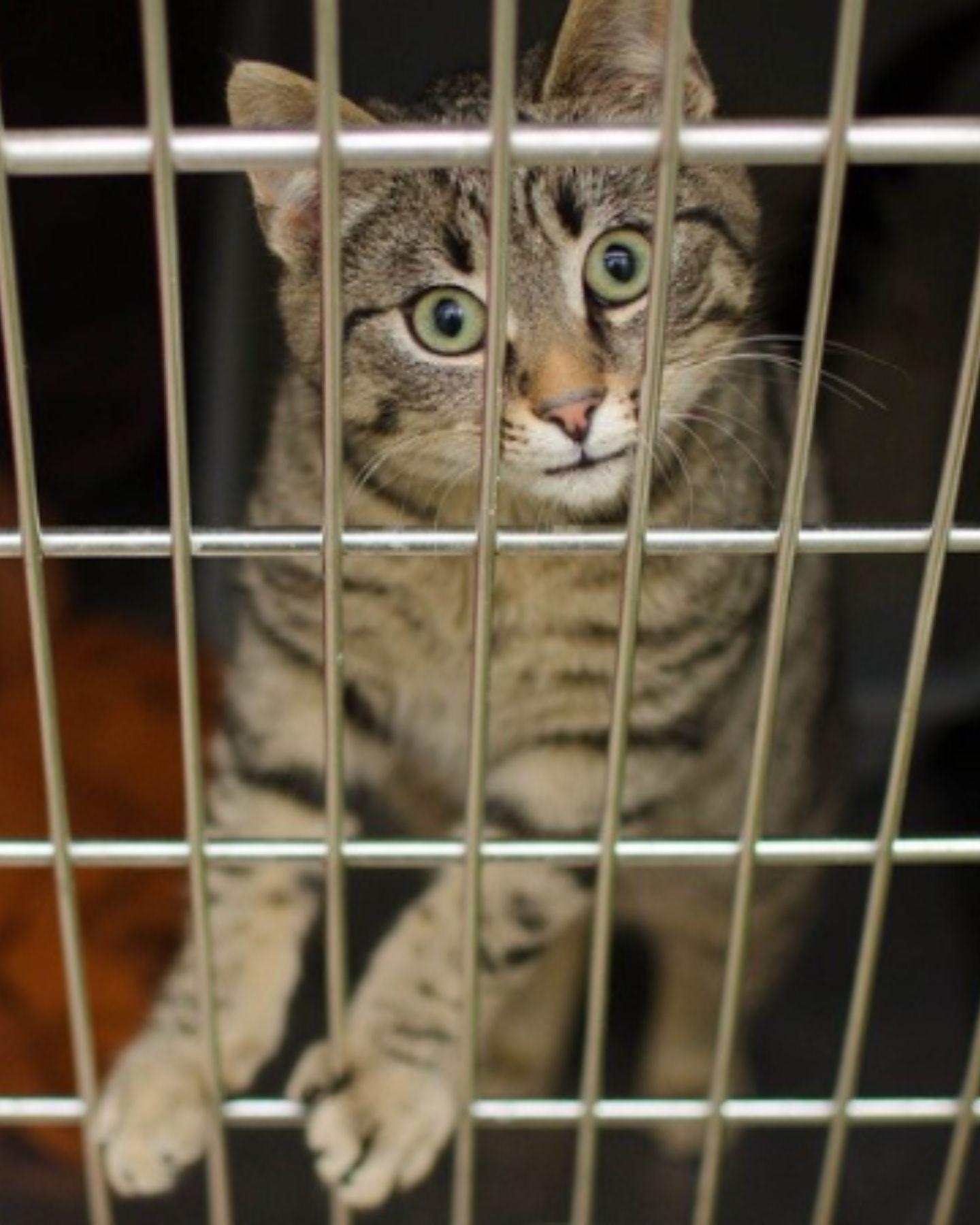 scared cat in a cage