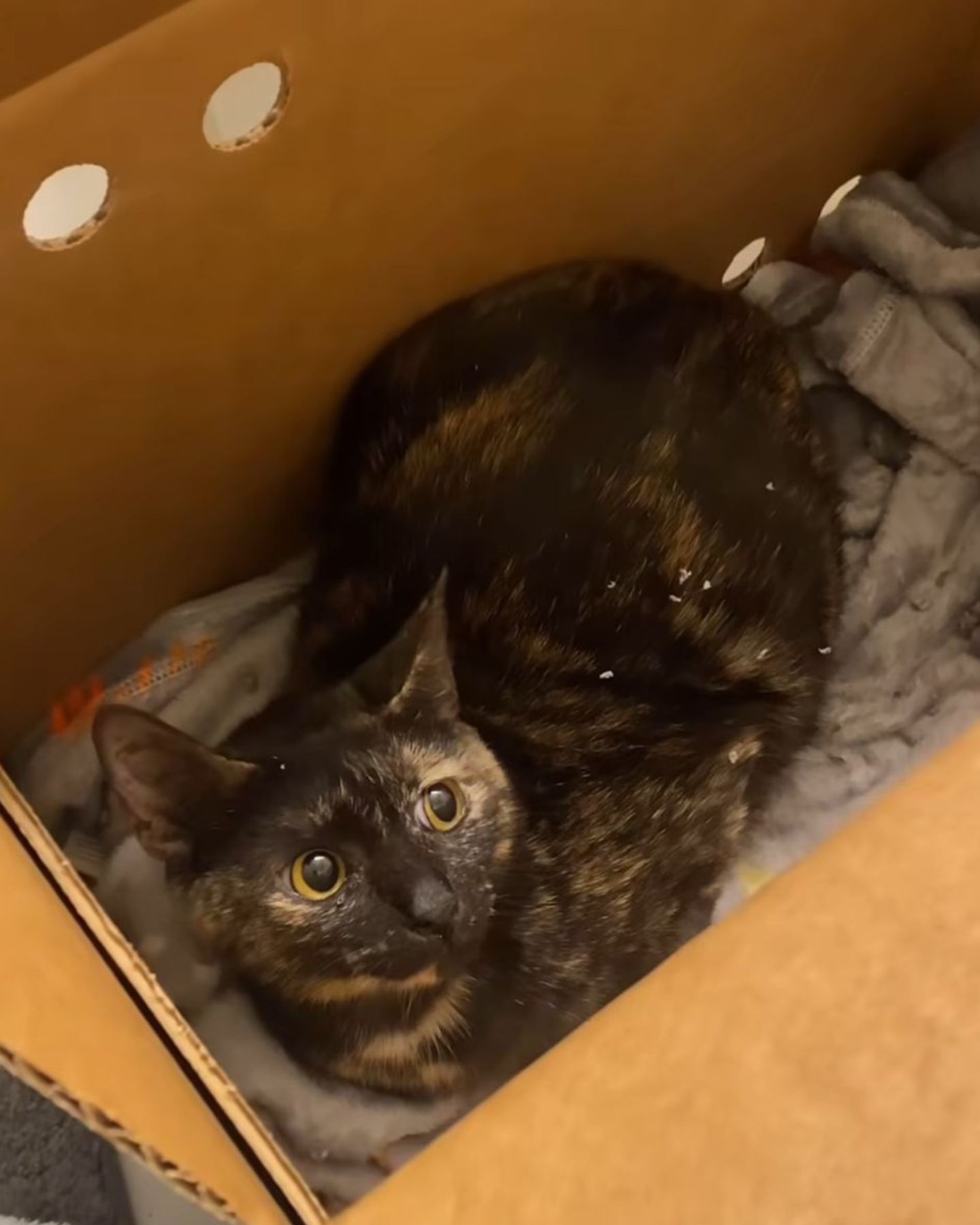 scared dark cat in a box