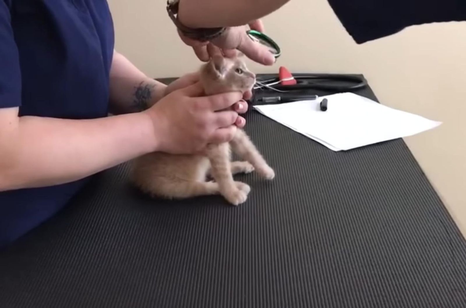 scared kitten at the vet
