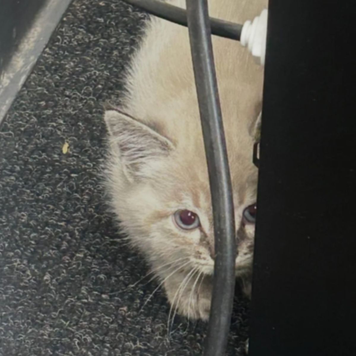 scared little kitten in the office