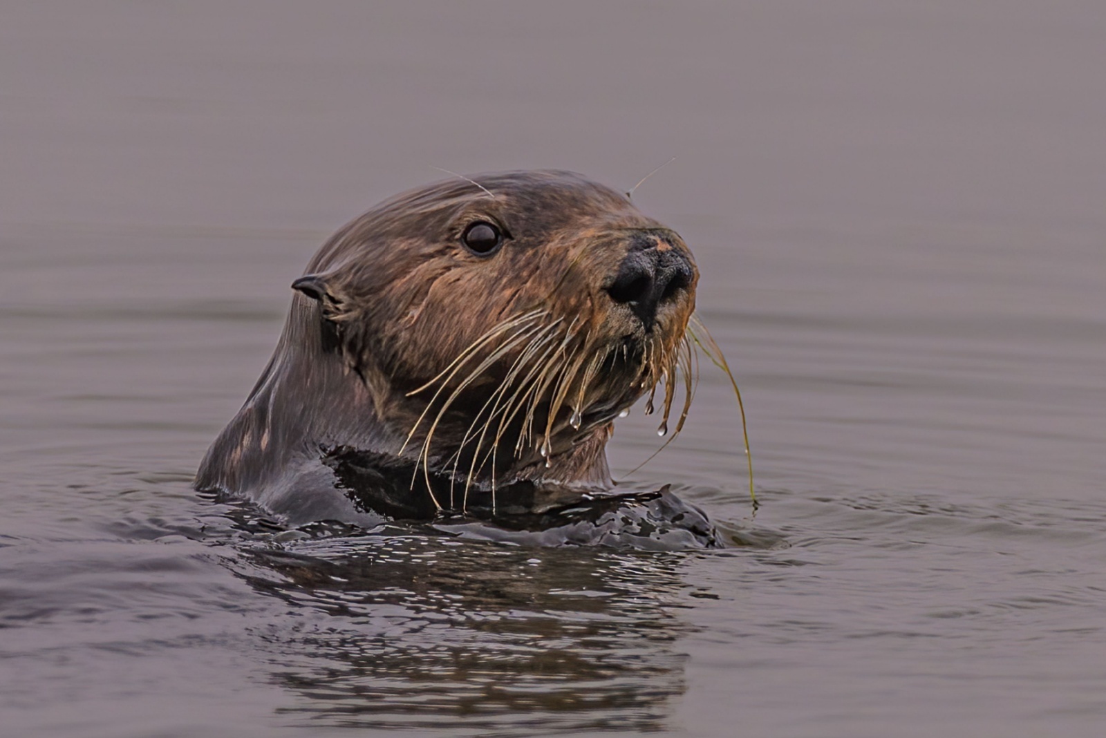 sea otter peeks out of the water