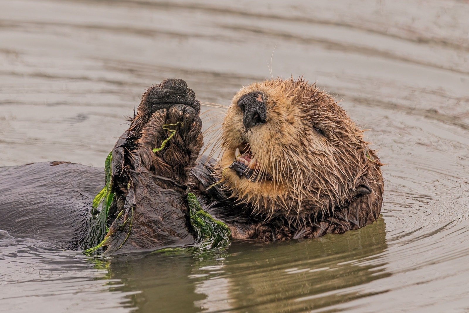 sea ​​otter claps