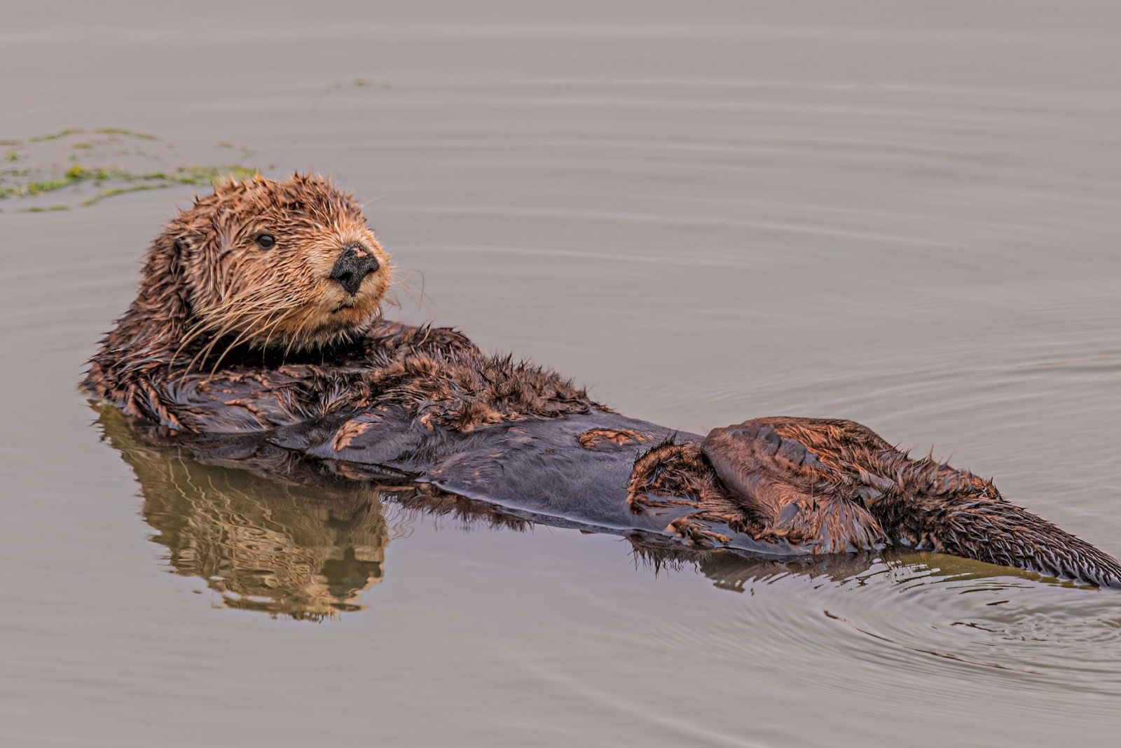 sea ​​otter in water