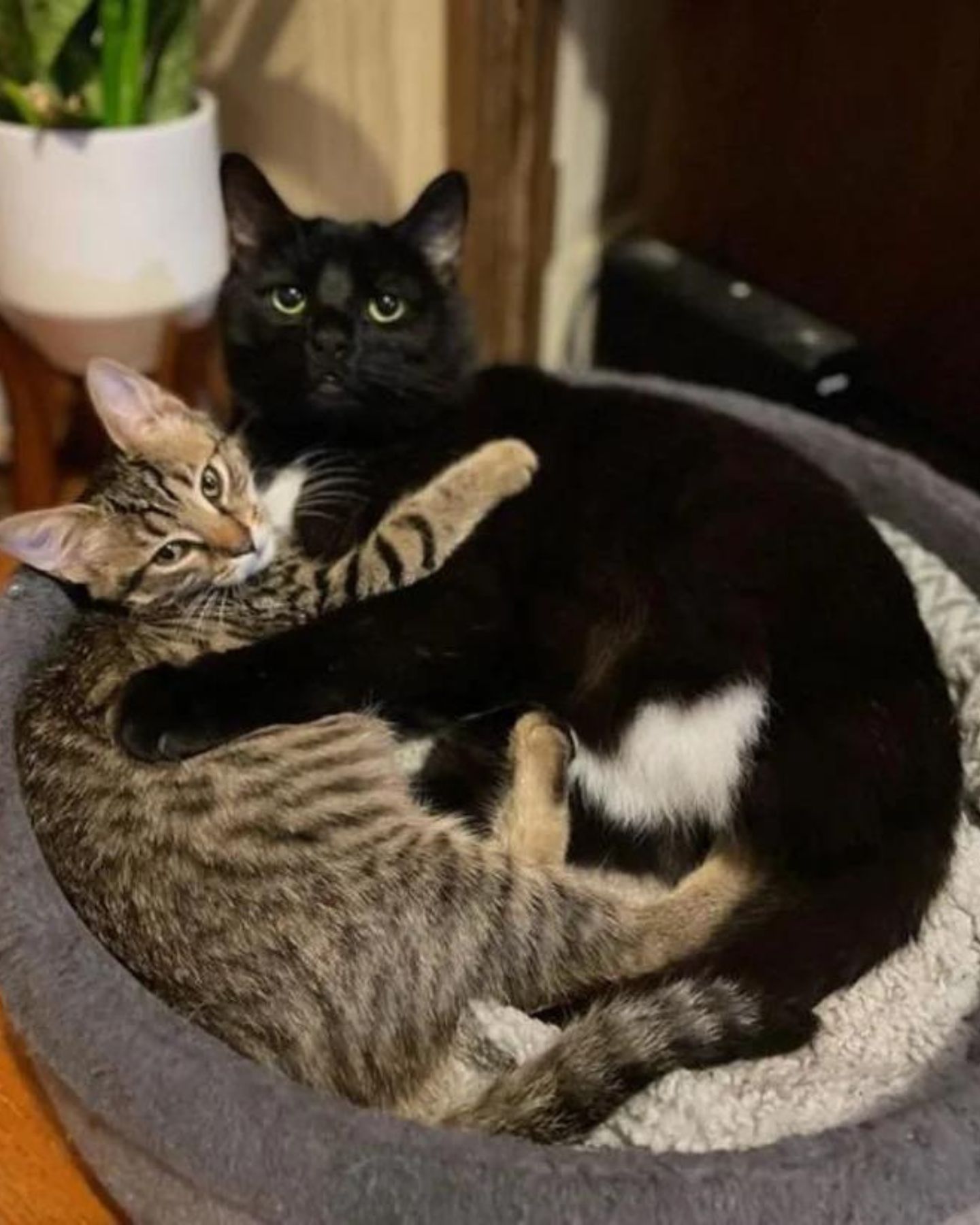 senior black cat hugs kitten