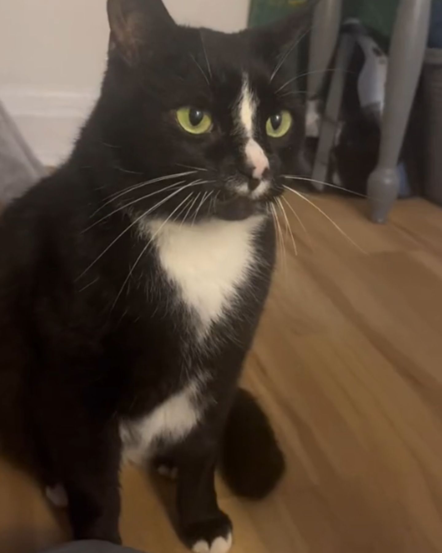 senior black cat