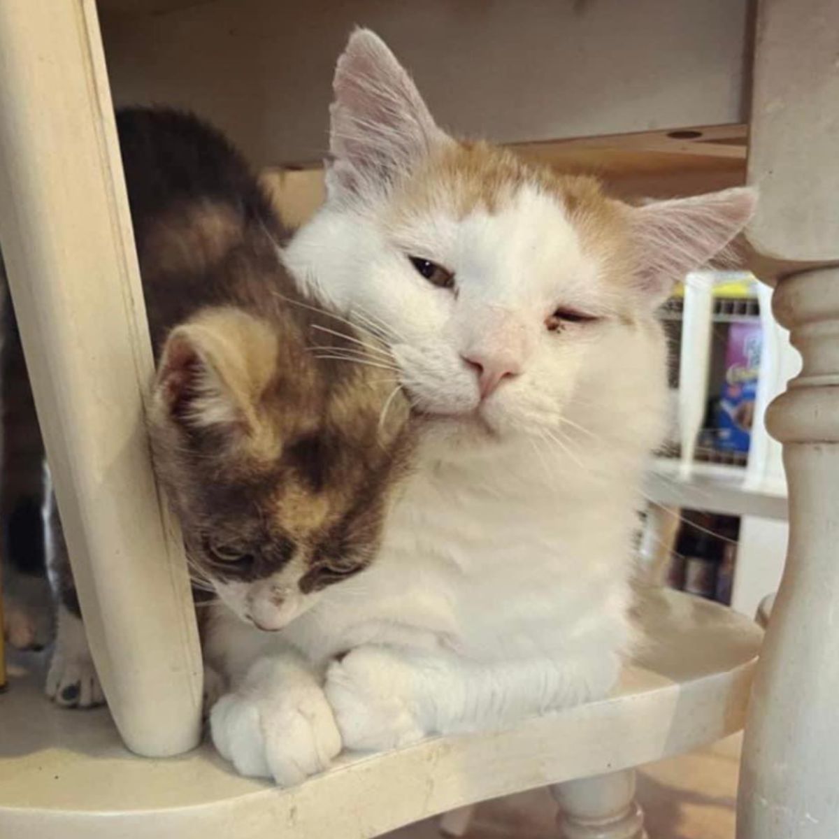 senior cat and a small kitten cuddling