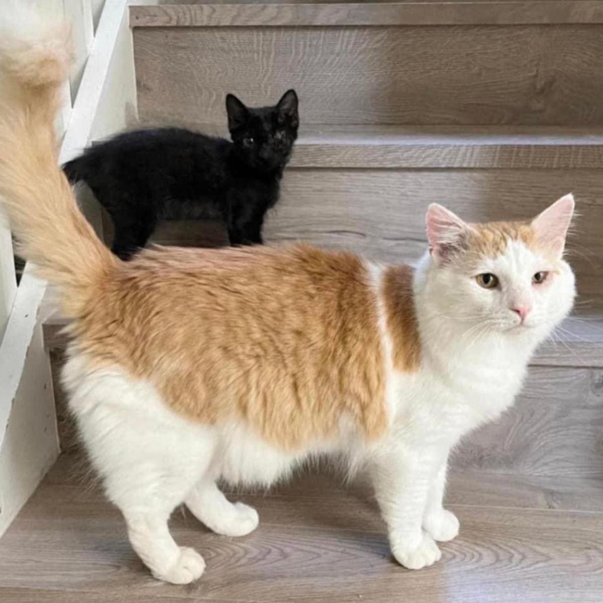 senior cat and a small kitten