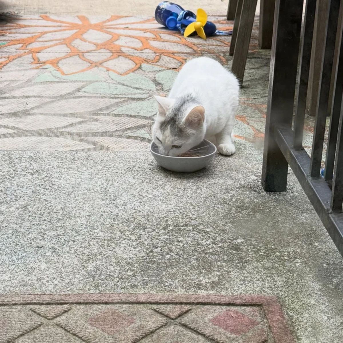 senior cat eating