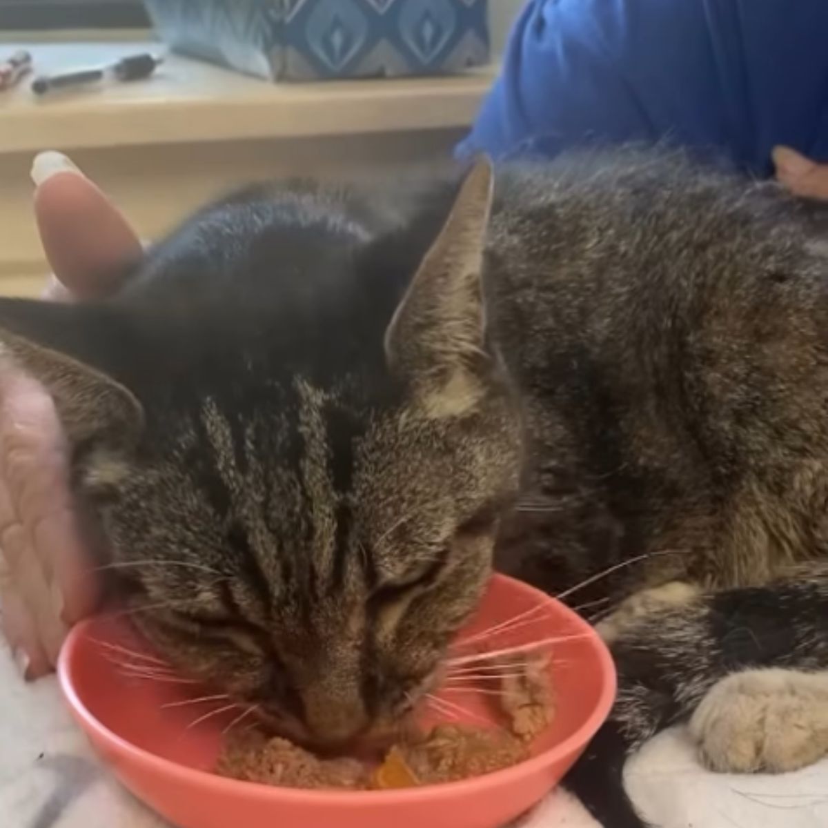 senior cat eats