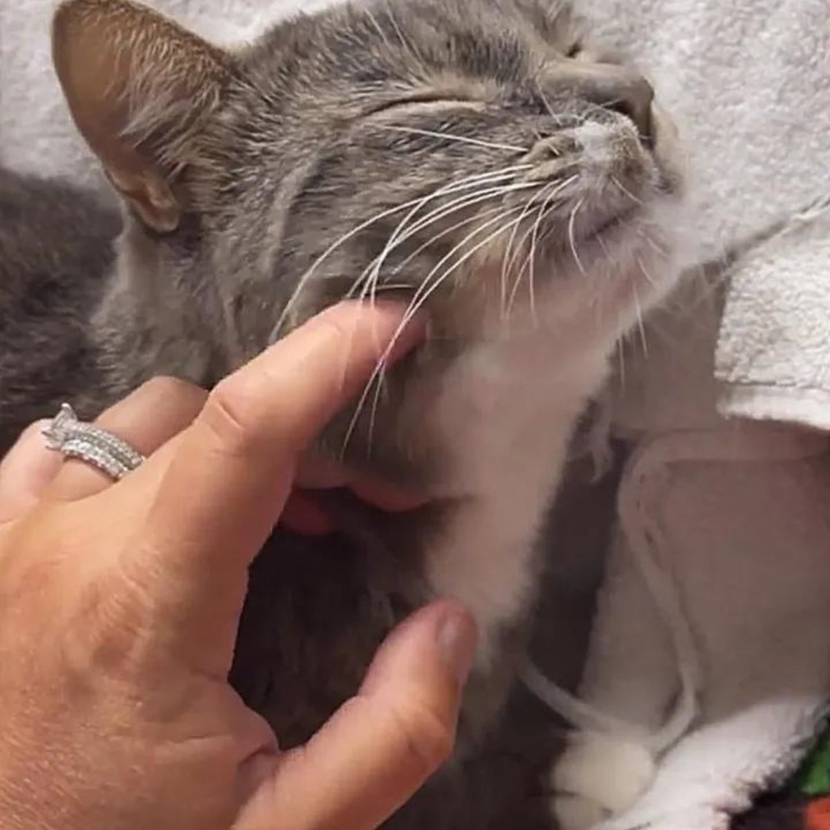 senior cat enjoys being petted